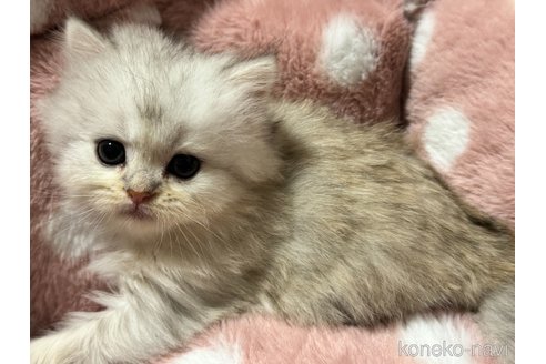 成約済の三重県のサイベリアン-75088の3枚目